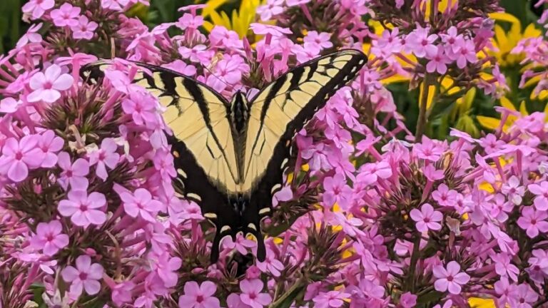 Phlox p. Jeana with butterfly featured image