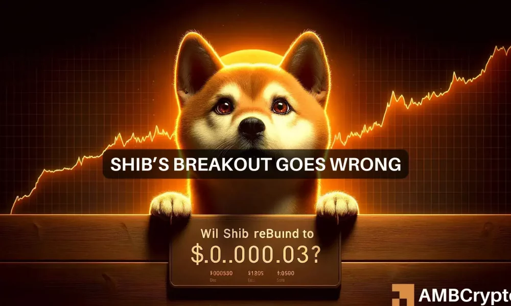 Shiba Inus breakout goes wrong