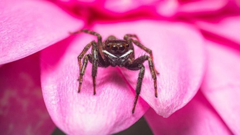 natural enemies WUR header spider on pink petals of a flower