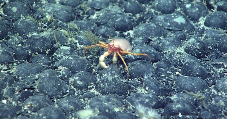 crab coral hires