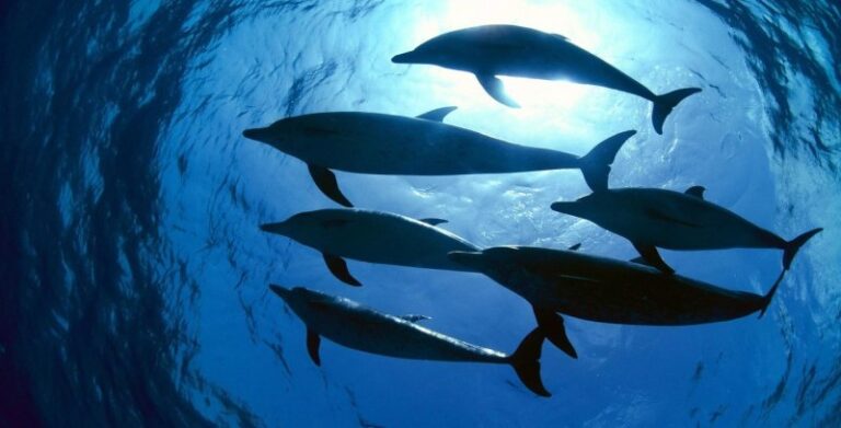 dolphins