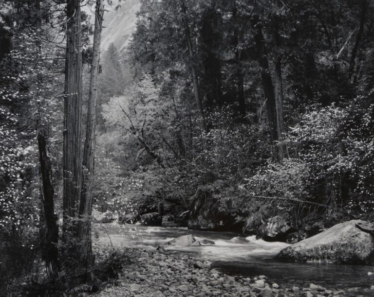 Ansel Adams Tenaya Creek Dogwood