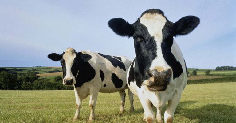 Science DairyFarm GettyImages 305491 002