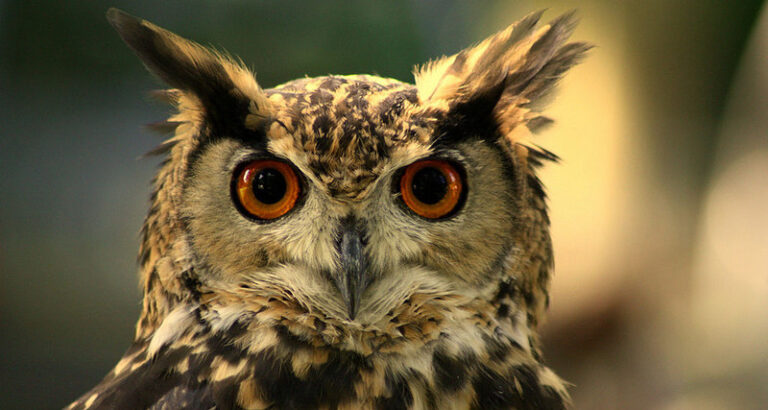 1024px Eurasian Eagle Owl Maurice van Bruggen