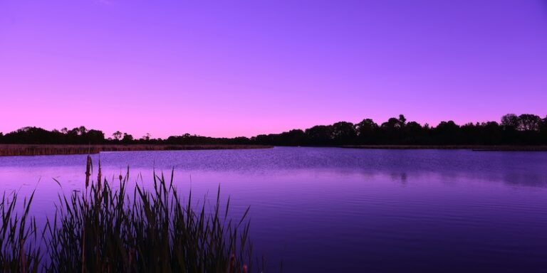 purple dawn