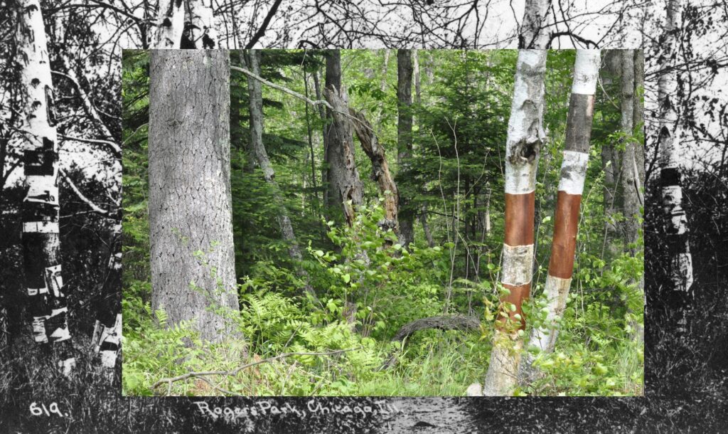 1743254377 14 Nora Moore Lloyd Birchbark Wiigwaas