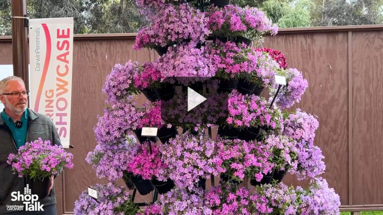 2025 04 11 Phlox Candy Cloud Runneth Over at Darwin Perennials.00 00 42 23.Feature
