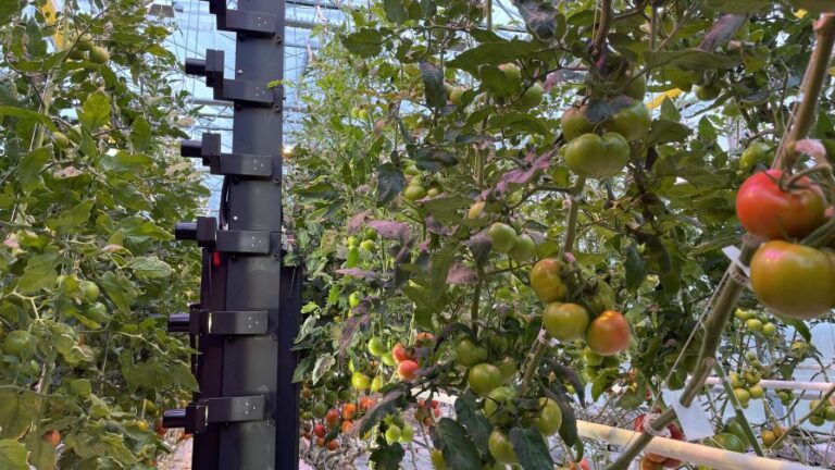 IUNU Luna AI platform in action on tomatoes