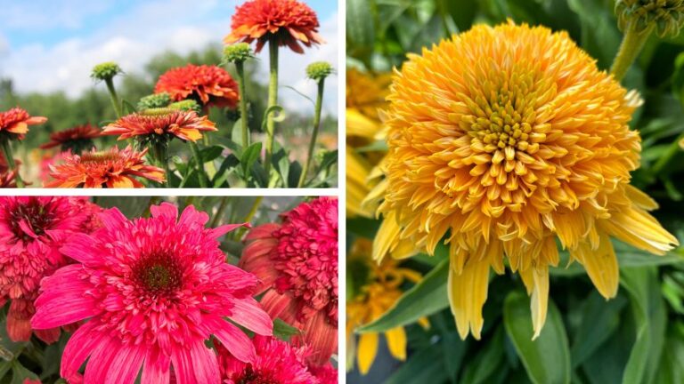 Terra Nova Echinacea Lineup and China Varieties Showcase