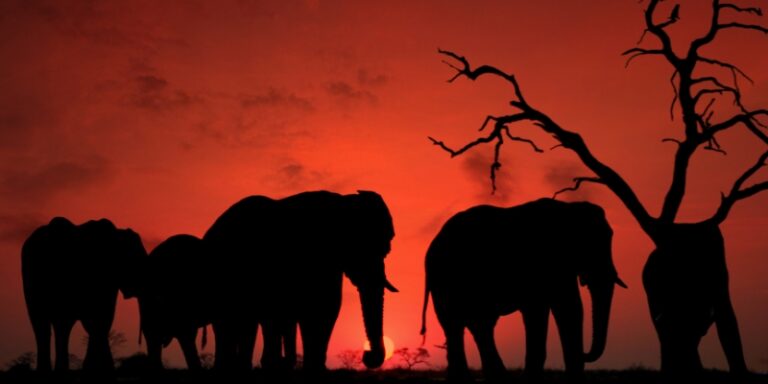elephant expedition