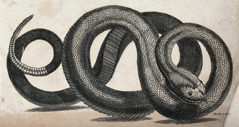 rattlesnake