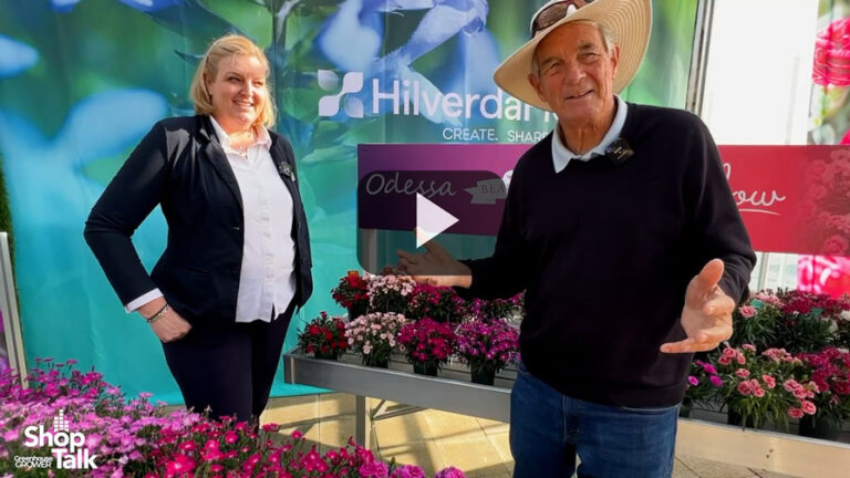 Four New Varieties in HilverdaFlorists Dianthus Beauties Series feature